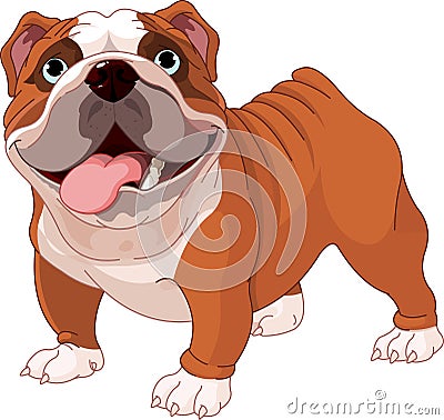 English bulldog Vector Illustration