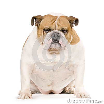 English Bulldog Stock Photo