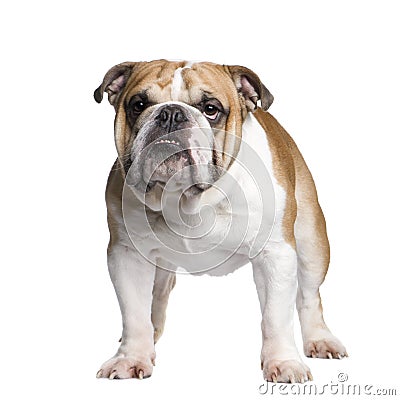 English Bulldog (3 years) Stock Photo