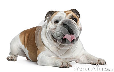 English Bulldog, 3 years old, lying Stock Photo