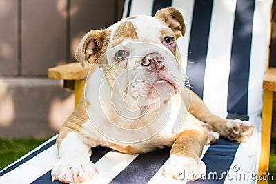 English bulldog Stock Photo