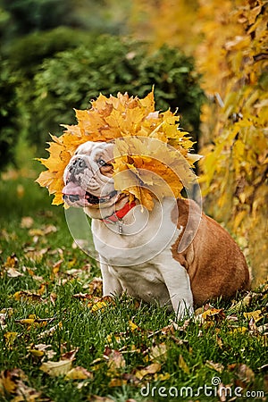 The english bulldog in autumn leaves. Autumn wreath of leaves. The autumn Queen. Stock Photo