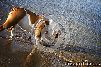 English Bulldog on the Beach Stock Photo