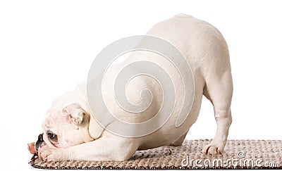 English bulldog bowing Stock Photo