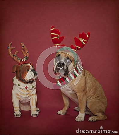 English Bulldog in Christmas Antlers Stock Photo