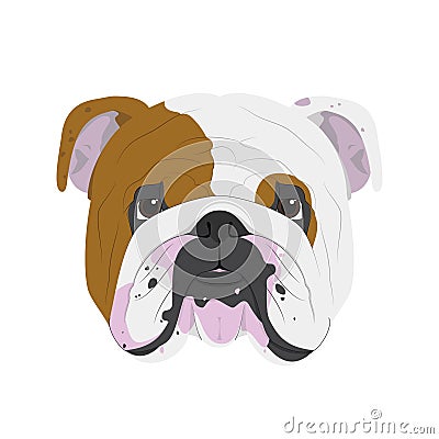 English Bulldog dog vector illustration Vector Illustration