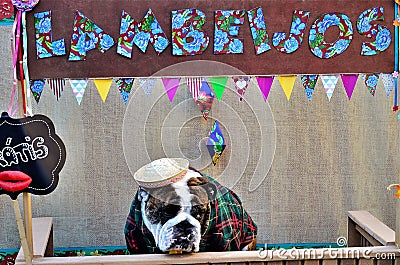 Caipirana Bulldog Free Kissing Booth at the Canine June Party Stock Photo