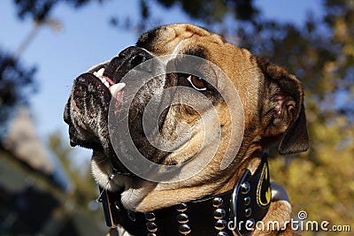 English Bulldog with drool Stock Photo
