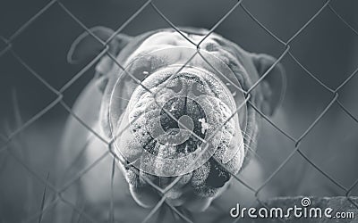 English bulldog Stock Photo