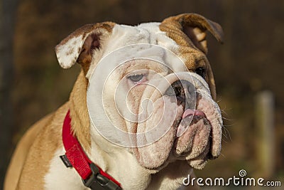 English bulldog head Stock Photo