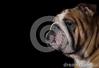 English bulldog head portrait on black background Stock Photo