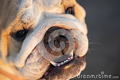 English bulldog head shot. Stock Photo