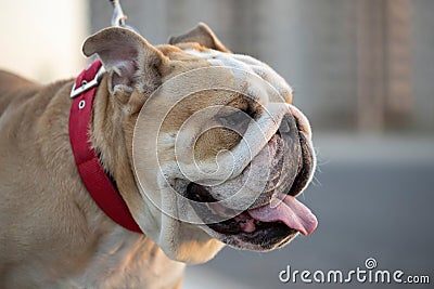 English bulldog head shot. Stock Photo