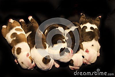 English Bulldog with her puppies Stock Photo