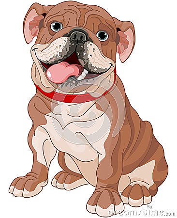 English bulldog Vector Illustration