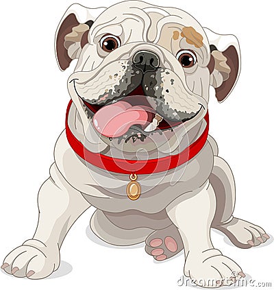 English bulldog Vector Illustration