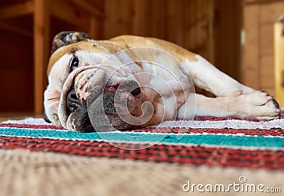 English Bulldog Stock Photo