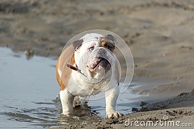 English bulldog out of the water Stock Photo