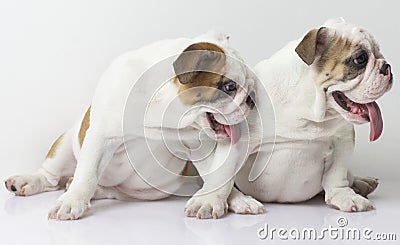 English Bulldog Puppies Stock Photo