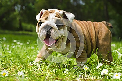 English Bulldog puppy Stock Photo