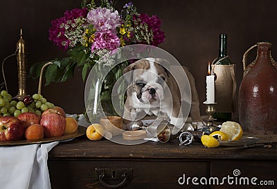 English Bulldog puppy in Dutch style Stock Photo