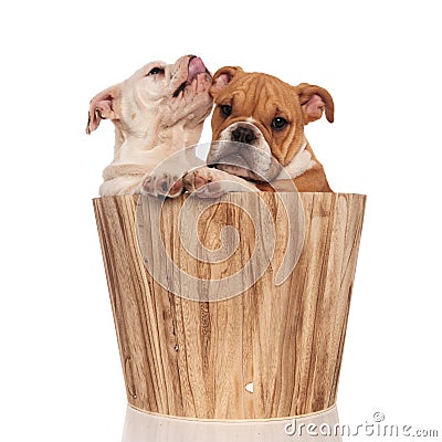 English bulldog puppy licks its nose near brother inside wooden Stock Photo