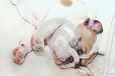 English Bulldog puppy Redhead with white portrait slipping Stock Photo