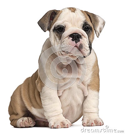 English Bulldog puppy sitting, 2 months old Stock Photo