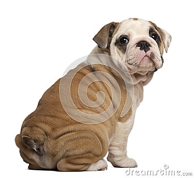English Bulldog puppy, Sitting, looking back Stock Photo