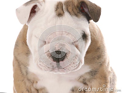 English bulldog puppy squinting Stock Photo