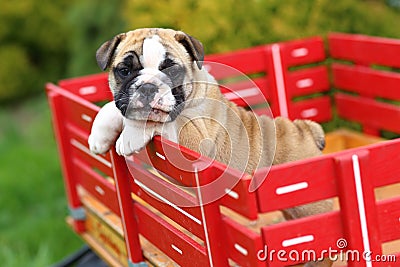 English Bulldog Puppy Standing on Red Wagon Stock Photo