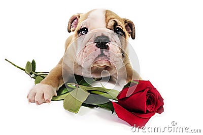 English bulldog puppy with valentine rose. Stock Photo