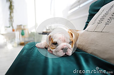 English bulldog pyppy lying on the sofa at home. Stock Photo