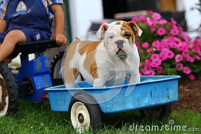 English Bulldog riding in blue toy wagon Stock Photo