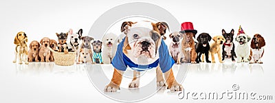 English bulldog standing in front of dogs pack Stock Photo