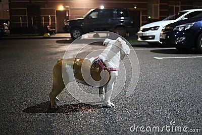 English Bulldog standing at parking at night Stock Photo