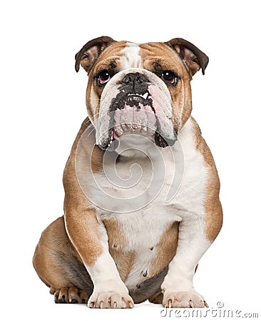 English Bulldog, 5 years old, sitting against white background Stock Photo