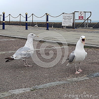 English channel couple seagulls Stock Photo