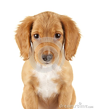 English Cocker Spaniel Stock Photo