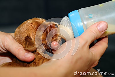 English Cocker Spaniel, golden newborn puppy fed from a baby bottle. Little golden cocker Spaniel he in the hands of the breeder Stock Photo