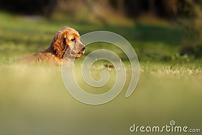 English Cocker Spaniel, golden puppy playing. Little golden puppy lying in the green grass in the garden. Puppy in home care Stock Photo