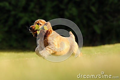 English Cocker Spaniel, golden puppy playing with a sunflower flower. Little golden puppy at play in the garden. Little puppy Stock Photo