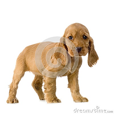 English Cocker Spaniel puppy Stock Photo