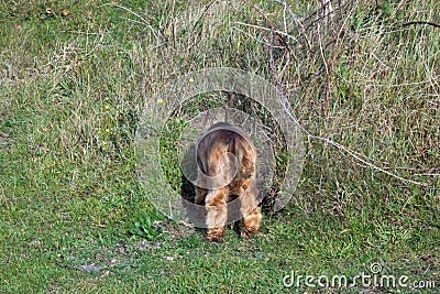 English Cocker Spaniel Puppy Head Down Rabbit Hole Stock Photo