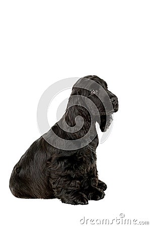 English cocker spaniel puppy Stock Photo