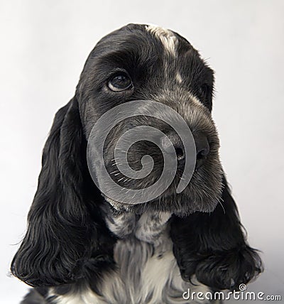 English cocker spaniel puppy portrait. The color is blue roan. Age 2 months Stock Photo