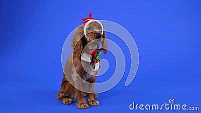 A Funny Cocker Spaniel Lies with Its Front Legs Stretched Out in Front of Itself and Looks Around. Pet in the Studio on Stock Video - Video of lies, studio: 209374383 A Funny Cocker Spaniel Lies with Its Front Legs Stretched Out in Front of Itself and Looks Around. Pet in the Studio on Stock Video - Video of lies, studio: 209374383