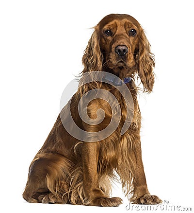 English Cocker Spaniel sitting (2 years old) Stock Photo