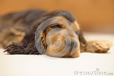 English Cocker Spaniel sleeping Stock Photo