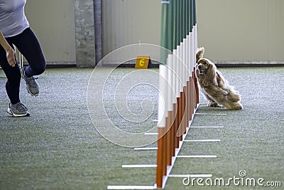 English Cocker Spaniel tackles slalom hurdle in dog agility competition. Editorial Stock Photo